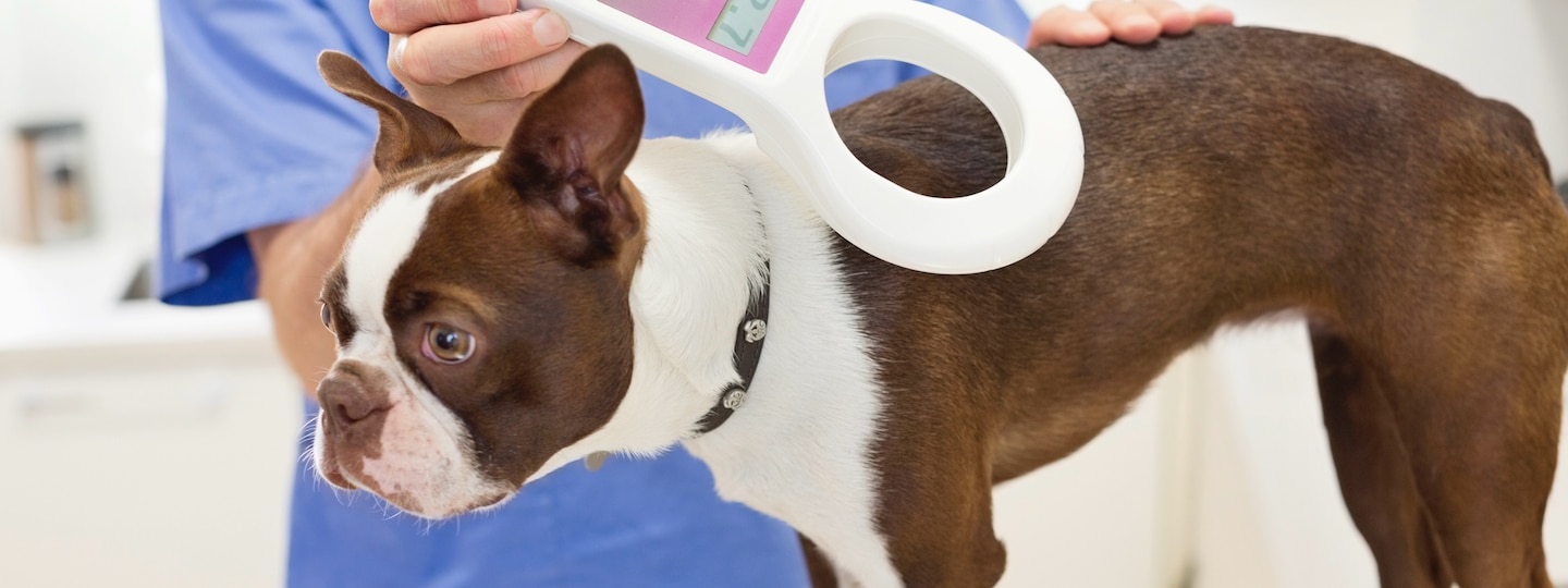 Dog being scanned for a microchip at the vet